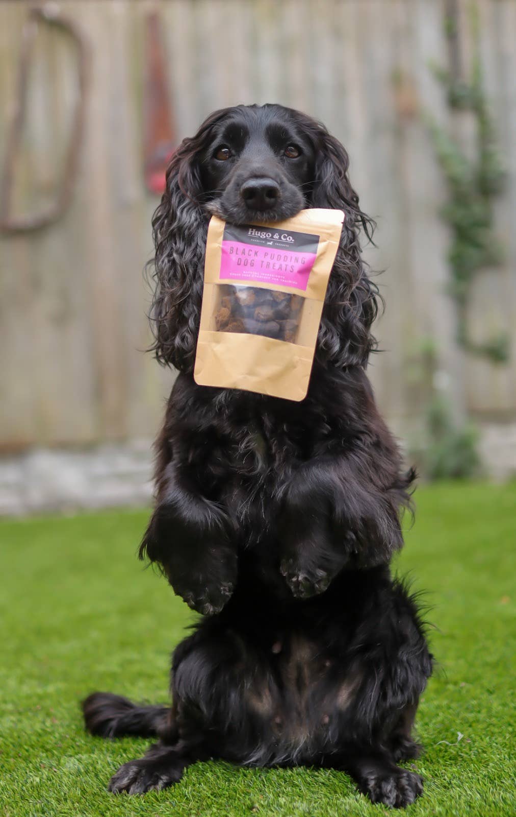 Black Pudding Dog Treats