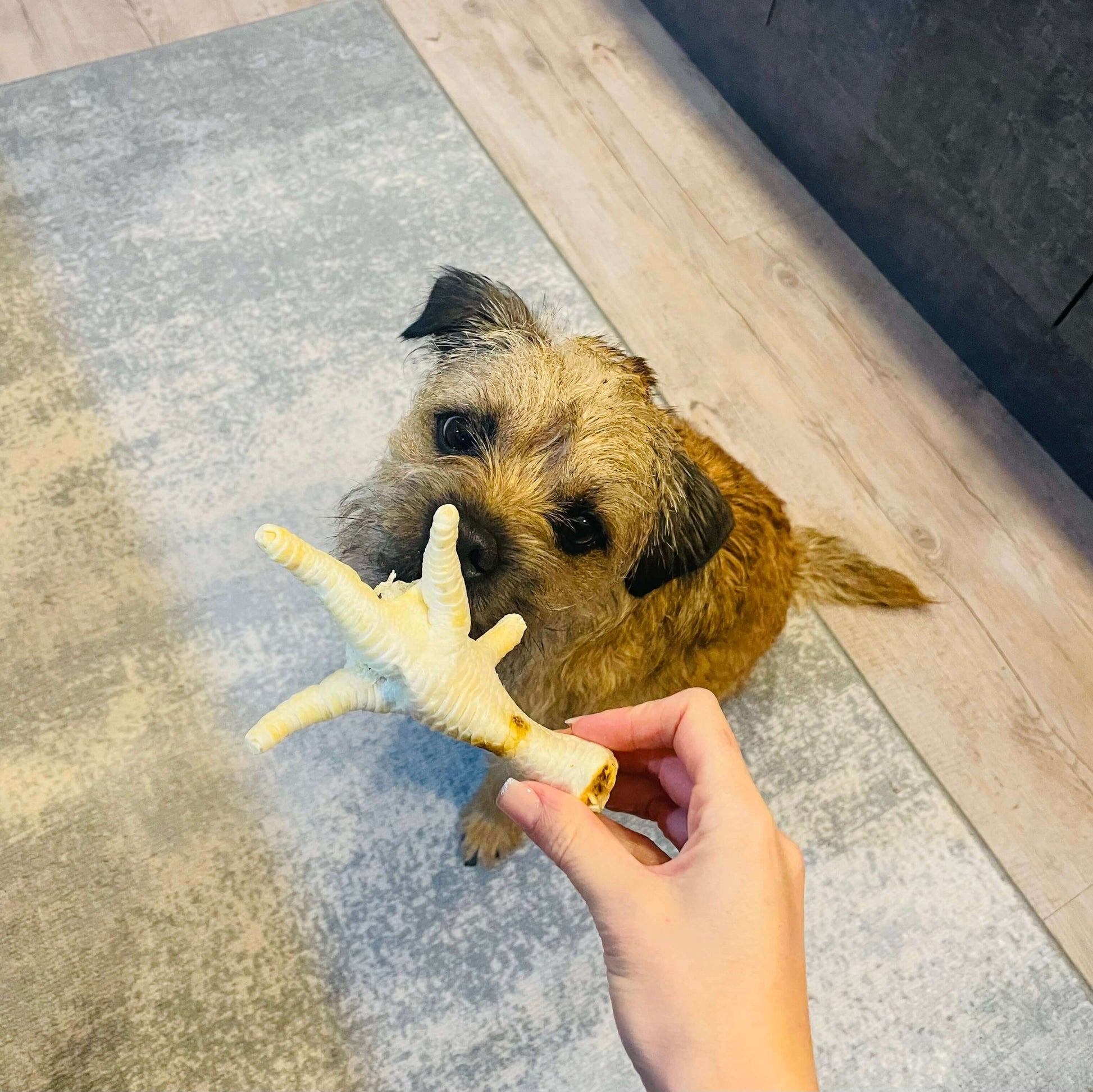 Border terrier dog looking up at a puffed chicken foot for dogs