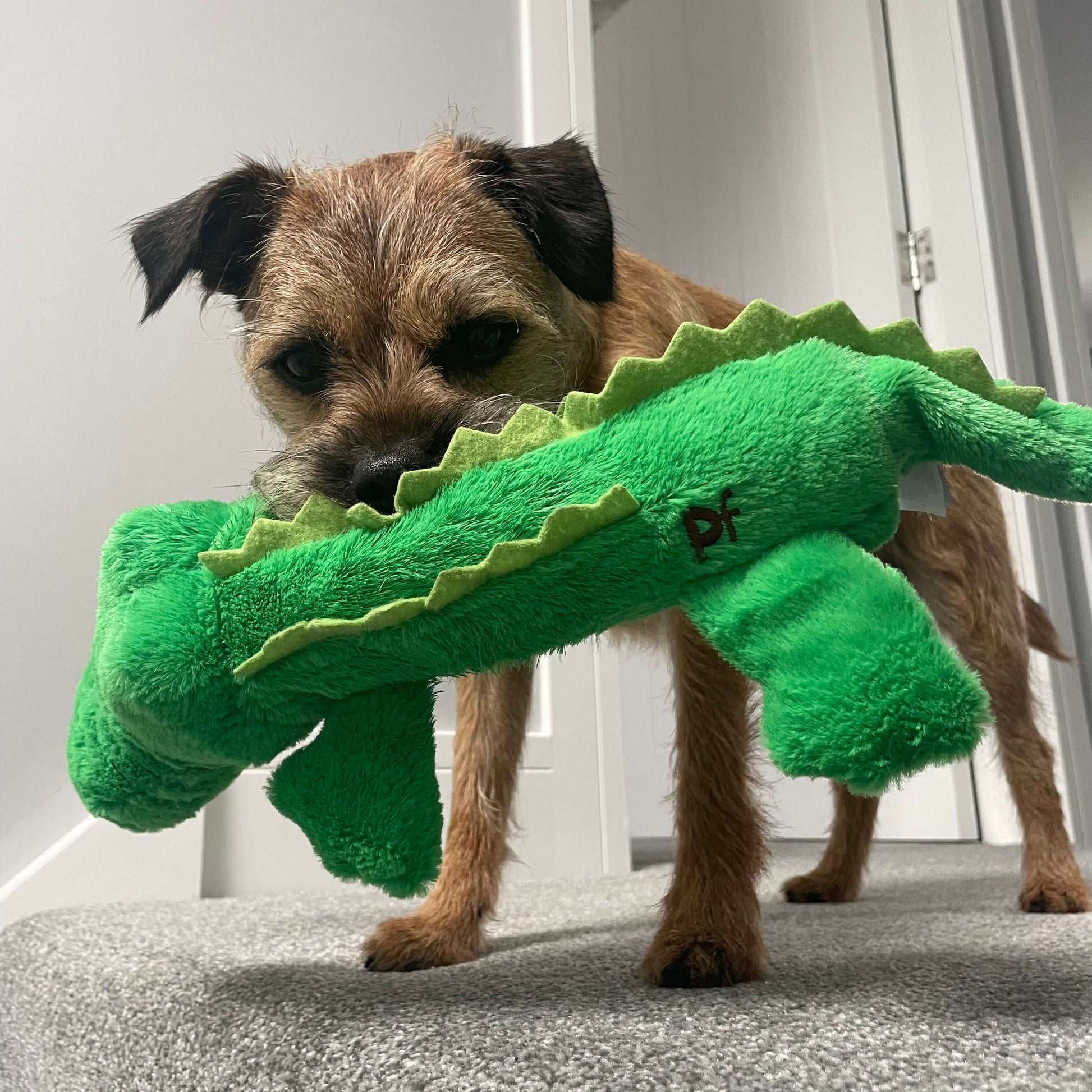 Image of a border terrier with petface plush dog toy